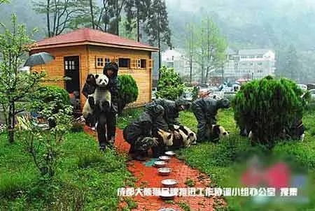 臥龍中國保護大熊貓研究中心震後現場 