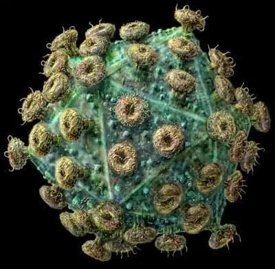 科學實驗首次見證愛滋病病毒誕生過程 