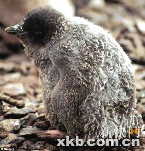 南極氣候反常爆發暴風雨 導致上萬小企鵝被凍死 