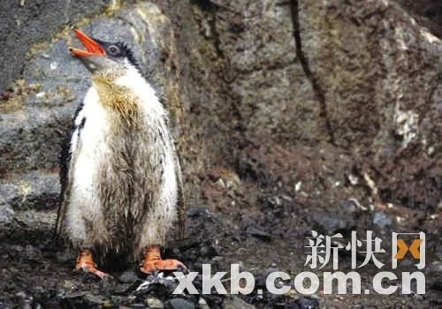 南极气候反常爆发暴风雨 导致上万小企鹅被冻死 