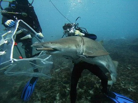見證潛水員救助鯊魚的實拍過程 