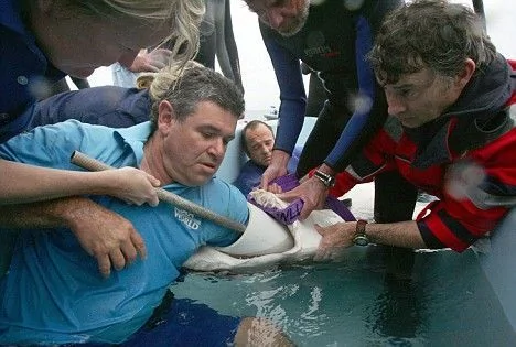 见证潜水员救助鲨鱼的实拍过程 