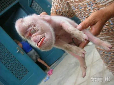 母豬生下猴寶寶