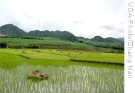 孟連的稻田 