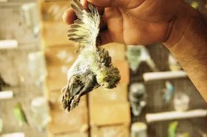 青島上萬隻鸚鵡死於腹瀉 疑遭不明病毒感染（圖）