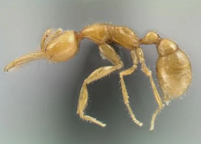 美國生物學家發現「火星螞蟻」通體金黃沒眼睛 
