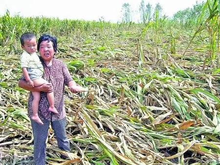 漯河裴城鎮瘋狂斂財 農戶收玉米要辦砍伐證 