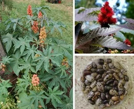 揭秘全球16種劇毒植物 蓖麻子相思豆皆入榜 