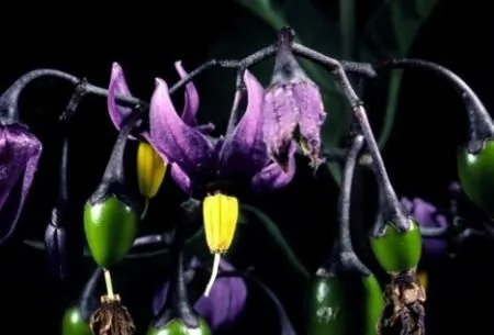 揭秘全球16種劇毒植物 蓖麻子相思豆皆入榜 