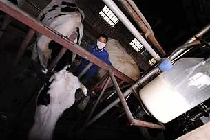 奶農正在擠牛奶