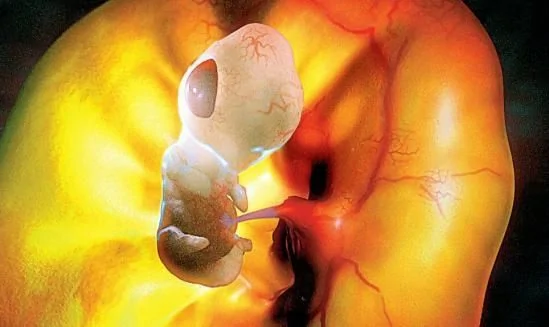 揭秘在子宮裏的動物：小袋鼠僅有軟糖大小 