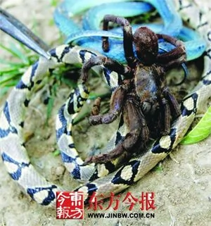 鄭州小區內兩蛇大戰蜘蛛王 纏在一起同歸於盡