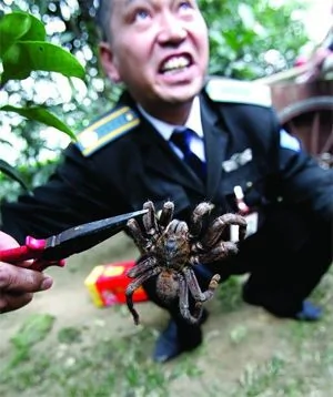 鄭州小區內兩蛇大戰蜘蛛王 纏在一起同歸於盡
