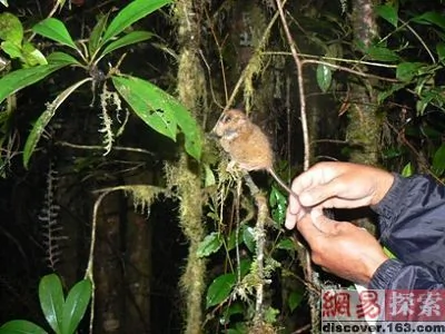 印尼科学家发现侏儒眼镜猴：已经消失了85年（组图）