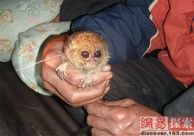 印尼科學家發現侏儒眼鏡猴：已經消失了85年（組圖）