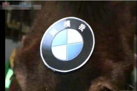 抵制高油價，北京男子騎BMW牌毛驢兒上班