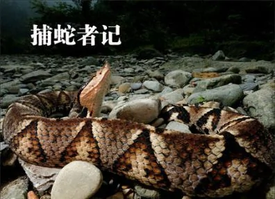 貴州武陵山捕蛇者傳奇 捕到蛇的機會越來越少 