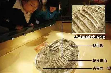 带毛恐龙木乃伊在北京首次亮相 全世界仅有五具 