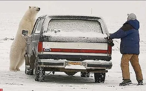 惊险瞬间 北极熊把这人当晚餐了 