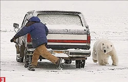 驚險瞬間 北極熊把這人當晚餐了 