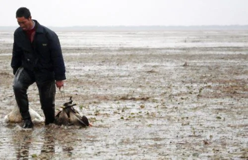 人性泯灭 每天两三百只天鹅被毒死 