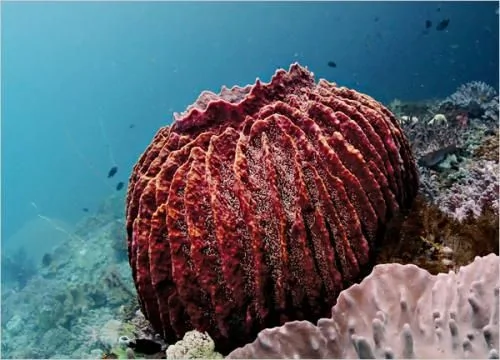 科學家公佈奇妙海洋生物照片