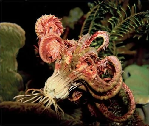 科學家公布奇妙海洋生物照片