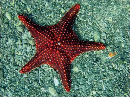 科学家公布奇妙海洋生物照片