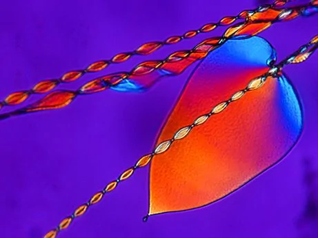 科學家首次打造出彎曲晶體酷似自然物
