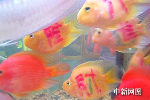 吉利话“纹身鱼”首现杭州 市民不买单