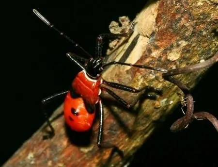 盘点七种长有人脸的小昆虫：盾椿象 无翅红蝽 