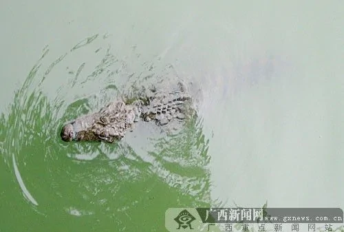 公園湖內驚現一米長鱷魚動 嚇壞遊人 