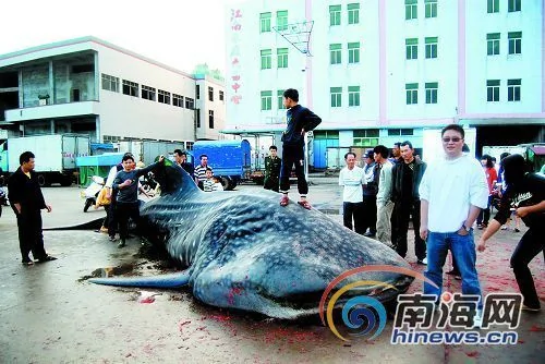海南6名渔民历经生死搏斗 捕获5吨重巨鲨 