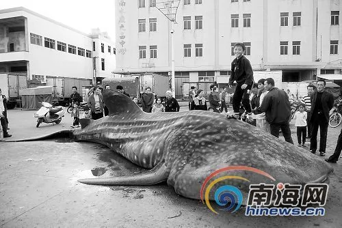 海南6名渔民历经生死搏斗 捕获5吨重巨鲨 