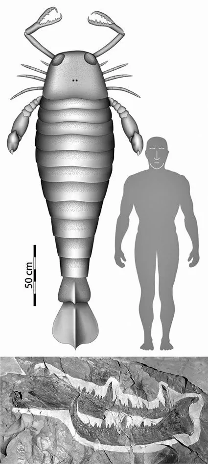 盤點歷來七種最大動物:巨型海洋蠍子比人還大 