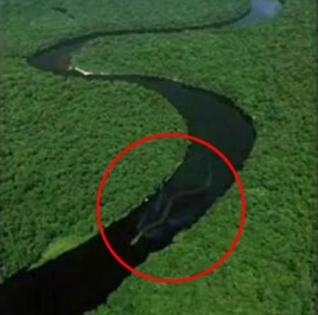 驚 馬來西亞航拍到30多米巨蛇在河中遊動 