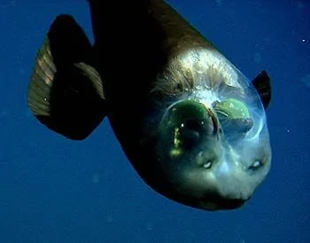 美国科学家在深海发现有透明脑袋的怪鱼 