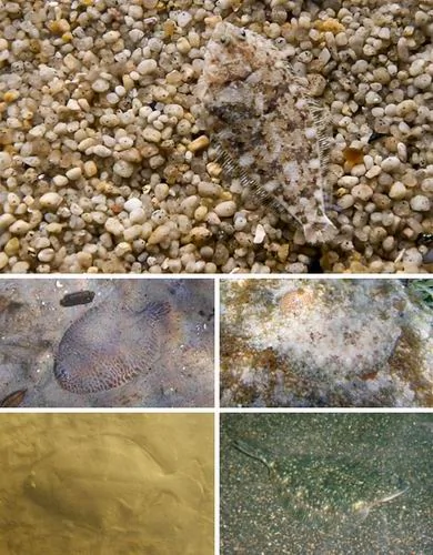 自然界七大變色大師：章魚隨環境改變形狀(圖)