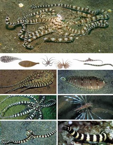 自然界七大变色大师：章鱼随环境改变形状(图)
