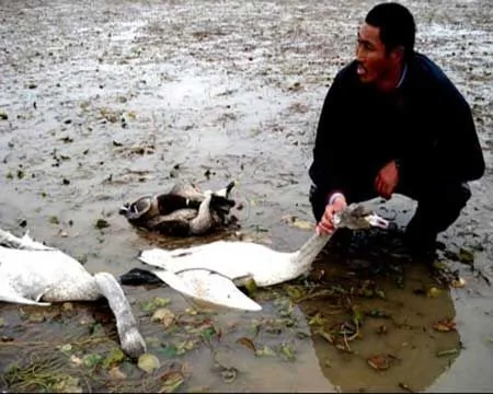 鄱陽湖賣天鵝肉一隻一千 瘋狂捕捉一夜殺五百