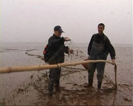 鄱陽湖賣天鵝肉一隻一千 瘋狂捕捉一夜殺五百