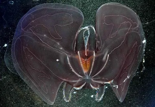 探秘深海奇特生物：众多泡泡构成火体虫(组图)