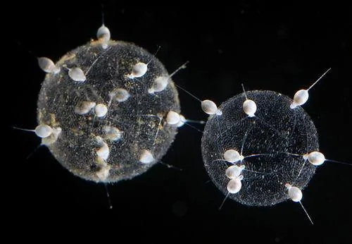 探秘深海奇特生物：众多泡泡构成火体虫(组图)