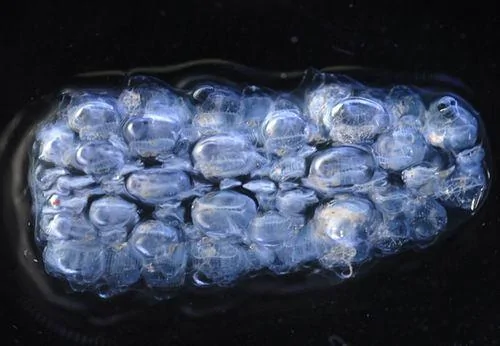 探秘深海奇特生物：眾多泡泡構成火體蟲(組圖)(2)