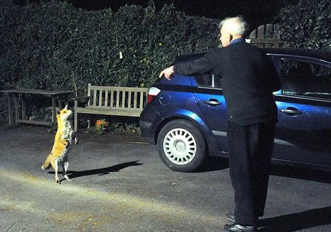 英国老人训练野生狐狸直立每天排队乞食 
