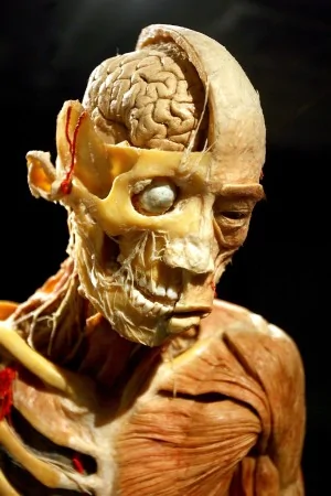 法國屍展上的塑化人體造型