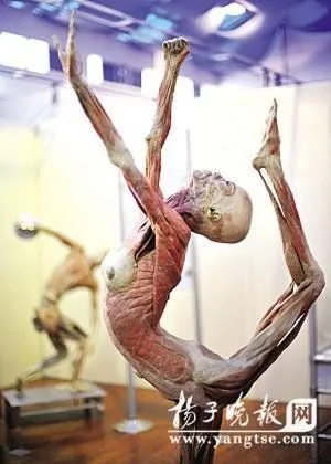 [慎]南京人體標本展 世界唯一「母子同體」標本