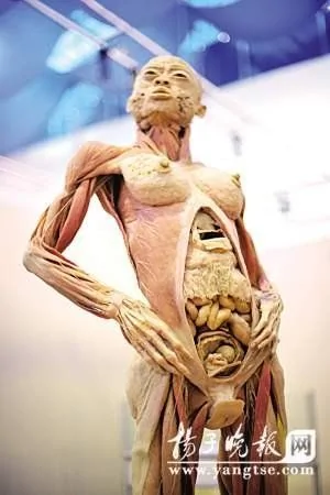[慎]南京人體標本展 世界唯一「母子同體」標本