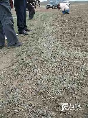 綠毛蟲軍團正在蠶食烏蘇草原