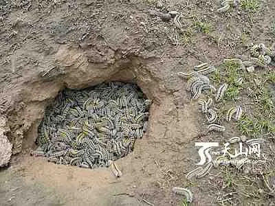 聚集在土洞裡的綠毛蟲